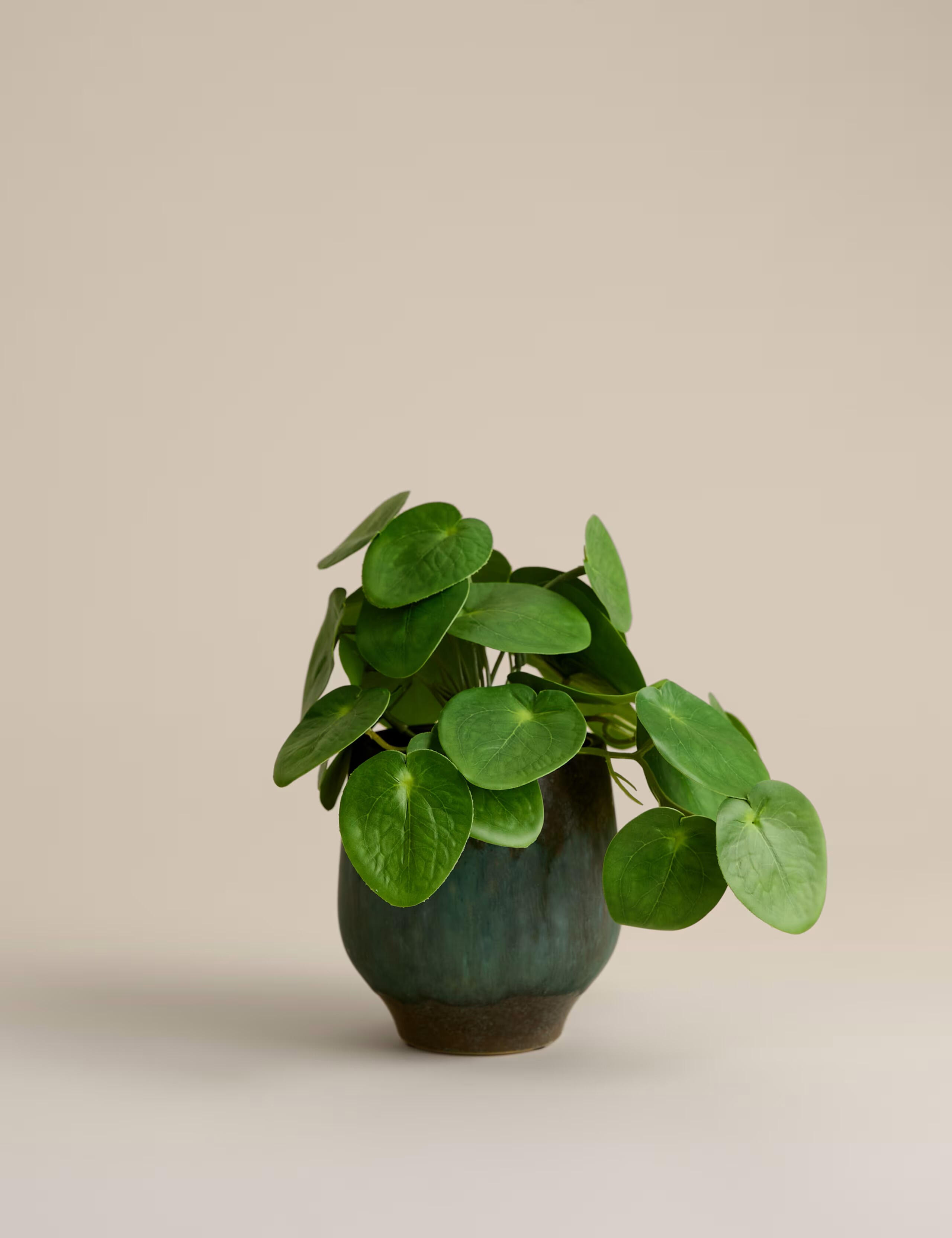Chinese Money Plant Chinese money plant as part of the decor in Jane Eaglesham’s acupuncture clinic