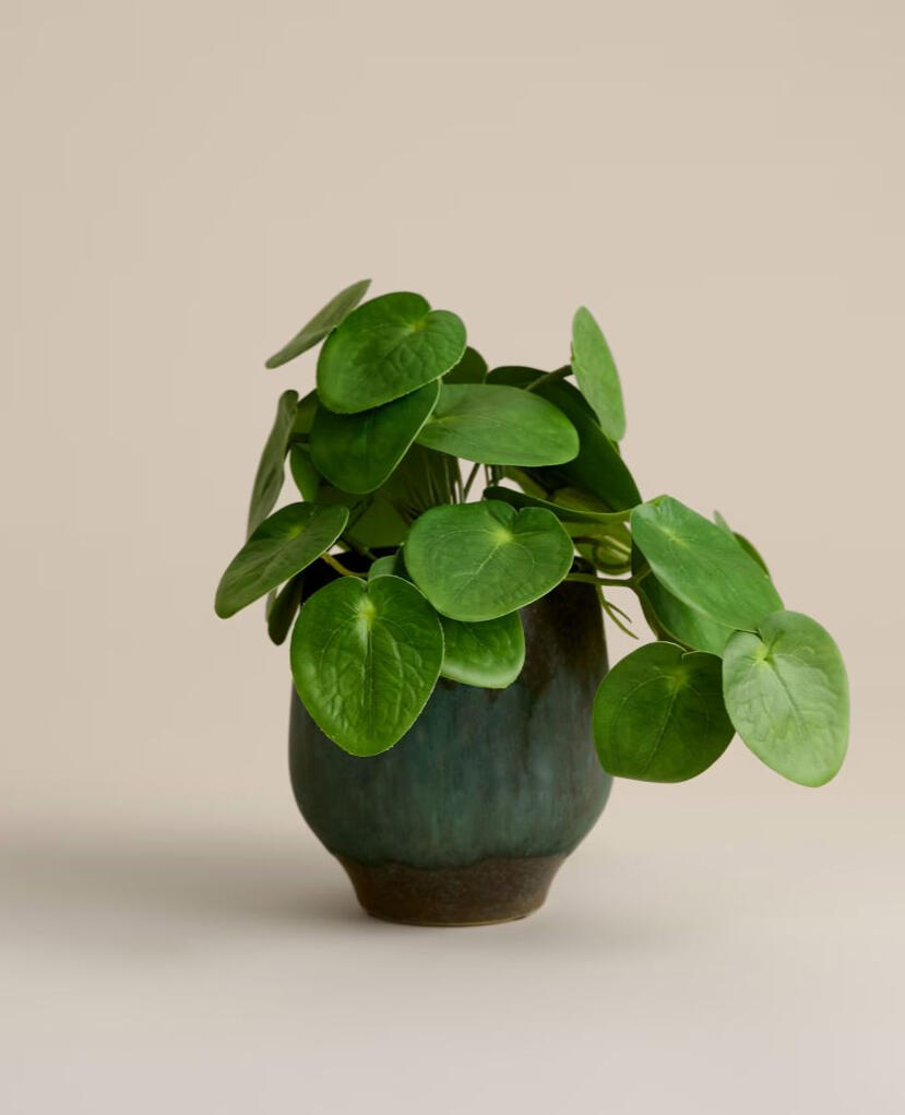 Chinese Money Plant Chinese money plant as part of the decor in Jane Eaglesham’s acupuncture clinic